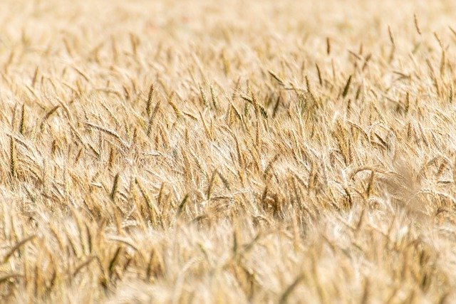 Food dollars: Choose to support sustainable agriculture | Opinion | coastalview.com
