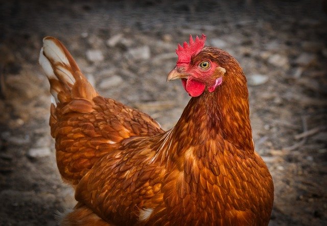 2021 Indoor agriculture funding review